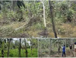 Pemerintah Desa Gunung Raja Tinjau Kebun Warga Kebanjiran, Diduga Alih Fungsi Objek Lelang Sungai Emberang Yang Dangkal Jadi Pembuangan Limbah Lumpur PT GHEMMI