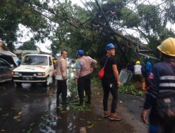 Gerak Cepat Datangi Lokasi Kejadian Pohon Tumbang, Personil Polsek Kadipaten Urai Kemacetan Arus Lalin