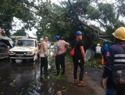 Gerak Cepat Datangi Lokasi Kejadian Pohon Tumbang, Personil Polsek Kadipaten Urai Kemacetan Arus Lalin