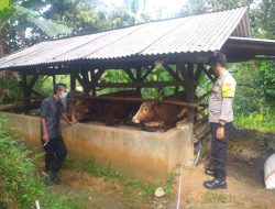 Antisipasi PMK, Bhabinkamtibmas Polsek Cingambul Pantau Kandang Hewan Ternak Sapi