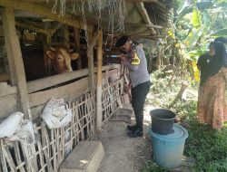 Bhabhinkamtibmas Polsek Cingambul Lakukan Pemantauan Kesehatan Hewan Ternak