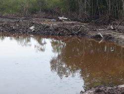 Air Laut Keruh,Hutan Manggrove Hampir Habis. Petani Udang Menjerit