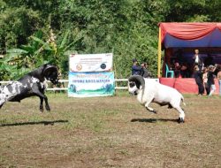 Kontes Seni Ketangkasan Domba Garut HPDKI Di Kota Banjar