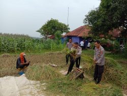 Polsek Cigasong Hadiri Panen Padi Percontohan Menggunakan Pupuk Cair Biotipul