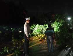 Respon Cepat Polsek CKadipaten Evakuasi Pohon Tumbang di Jalan Alteri