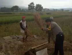 Sampaikan Pesan Kamtibmas, Bhabinkamtibmas Sambangi Warga Yang Sedang Memanen Padi
