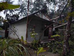 Hujan Disertai Angin Kencang Tiga Rumah Rusak Tertimpa Pohon Di Desa Bantarsari