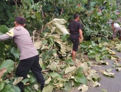 Bersama Warga, Polisi Evakuasi Pohon Tumbang di Jalinsum