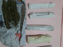 Satres Narkoba Kota Pagar Alam Kembali Ringkus Pemuja Daun Ganja