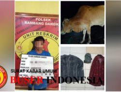 PELAKU PENCURIAN SAPI DI MUARA ENIM DITANGKAP POLISI