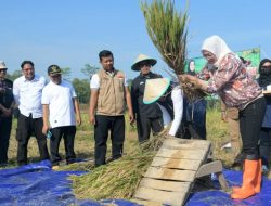 Peningkatan Ketahanan Pangan di Kabupaten Purwakarta Tahun 2023 Kembali Meningkat Di banding Tahun Sebelumnya