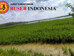 Puluhan Hektar Sawah Terancam Gagal Panen Akibat Terendam Banjir