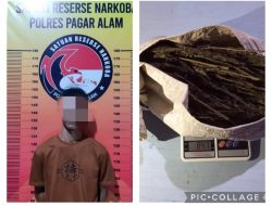 Satres Narkoba Polres Pagar Alam Berhasil Mengamankan Seorang Bandar Narkotika Jenis Ganja