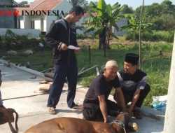 Masjid Jami’ Nashir bin Khadir Al- Ghamidi Lakukan Pemotongan  Hewan Kurban Dengan Kondusif
