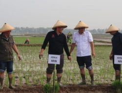 Bapanas Gandeng BRIN, Tanam Bibit Padi Unggul