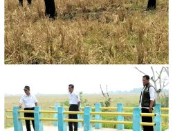 Pak Pj Bupati Bekasi!!  Petani Bingung Lahan Sawah Di Desa Pantai Hurip Kekeringan