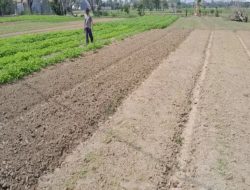 Petani Sayur Mayur Di Babelan Minta Perhatian PJ Bupati Bekasi Mengatasi Kesulitan Air untuk Siram Tanaman Lahan Pertanian