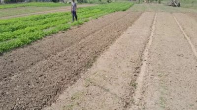 Petani Sayur Mayur Di Babelan Minta Perhatian PJ Bupati Bekasi Mengatasi Kesulitan Air untuk Siram Tanaman Lahan Pertanian