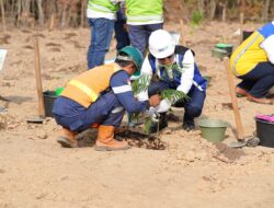 Bukit Asam (PTBA) Kembangkan Energi Biomassa dari Kaliandra Merah