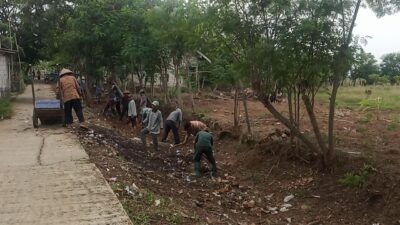 Padat Karya Tani (PKT) Diduga Ajang Bisnis KSM Tani Mas Desa Pantai Hurip Kecamatan Babelan