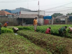 Babinsa Koramil 04 Babelan Kodim 0509 Kab. Bekasi Bantu Petani Wujudkan Program Pemerintah Sukseskan Ketahanan Pangan 