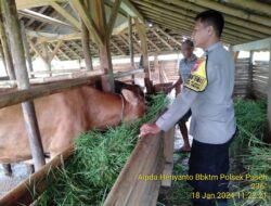 Sinergitas TNI-Polri: Sambang Kamtibmas ke Peternak Sapi Desa Pasireungit