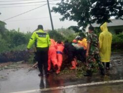 Pohon Tumbang Akibatkan Macet Total Wilayah Majalengka