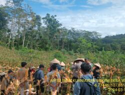 Kapolsek Tanjungmedar IPTU HAJID ABDULAH, SH bersama Forkopimpcam melaksanakan Kegiatan Penen Jagung dalam program Starbak (Satu Hektar Petani Bangkit) di Desa Wargaluyu