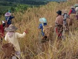 Kenaikan Harga Beras Melambung Tinggi, Petani di Muara Enim  Menjerit