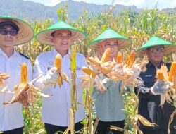 Pj Bupati Majalengka Panen Jagung di Kecamatan Bantarujeg.