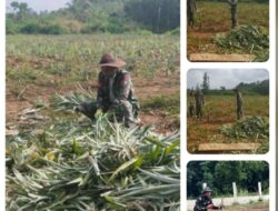 Kapten Czi Very Mulyadi Danramil 404-02/Pbm. Melalui Jajarannya Membuka Lahan Pertanian Seluas 1,5 H Di Jln. Lingkar Kel Sukaraja Kec Prabumulih Selatan 