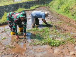 Babinsa Bantu Petani mengolah sawah dengan Terjun Langsung Ke Sawah