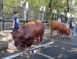 Petugas Di Mesjid Agung Purwakarta Berupaya Menenangkan Sapi Qurban