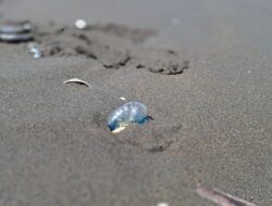 Wisatawan Pantai Teluk Penyu Cilacap Diimbau untuk Waspadai Ubur-ubur Beracun
