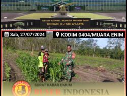 Babinsa Dukung Ketahanan Pangan Komsos Dengan Petani Jagung Di Wilayah binaan