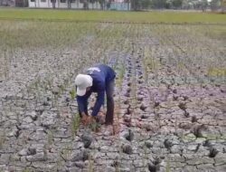 Petani di Bekasi Bagian Utara Menjerit Akibat di Landa Kekeringan