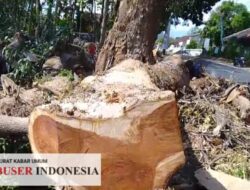 Penebangan Puluhan Pohon Penghijauan di Kudus Diduga ilegal, BPAN LAI Tempuh Jalur Hukum