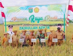 Bupati Tanbu Zairullah Bersama Rombongan Lakukan Panen Raya Padi diKusan.