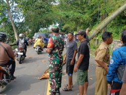 Pohon Tumbang Timpa Pengemudi Motor, Waspadai Pohon Tumbang di Jalur Lintas Cadas Pangeran