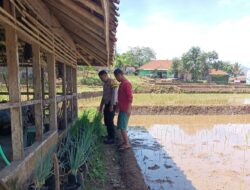 Bhabinkamtibmas Polsek Tanjungkerta Ajak Masyarakat Tanam Ketahanan Pangan