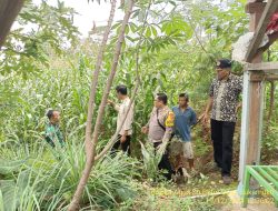 Bhabinkamtibmas Desa Sukamukti Bripka Agus Sukmana Pantau Tanaman Jagung Kelompok Tani Gombong dalam Program Ketahanan Pangan