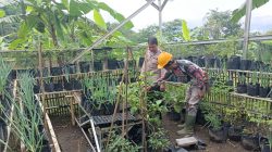 Bhabinkamtibmas Polsek Tanjungkerta Ajak Masyarakat Tanam Ketahanan Pangan