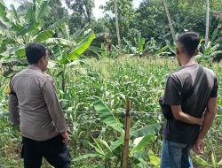 Bhabinkamtibmas Polsek Tanjungkerta Ajak Masyarakat Tanam Ketahanan Pangan
