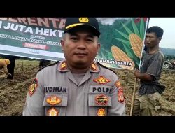 Kapolsek Tanjungkerta Sukseskan Penanaman Jagung Serentak 1 Juta Hektar, Komitmen untuk Ketahanan Pangan di Wilayah Desa Kertaharja