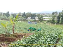 Kegiatan Panen Raya Kacang Edamame Bertempat di Desa Mekarjaya