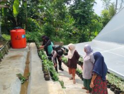Bhabinkamtibmas  Sambangi Kelompok Wanita Tani Mekar Mandiri dalam Persemayan Selada Hidroponik untuk Dukung Percepatan Swasembada Ketahanan Pangan