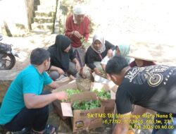 Pembagian Bibit Sayuran Gratis di Dusun Selebu, Desa Wargaluyu untuk Dukung Ketahanan Pangan