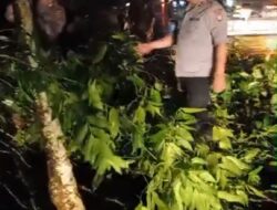 Polsek Paseh Evakuasi Pohon Tumbang di Tanjakan Sapi, Arus Lalu Lintas Kembali Normal