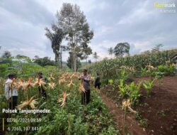 Panen Raya Jagung di Dusun Panyingkiran Desa Cikaramas, Kecamatan Tanjungmedar Sebagai Bagian dari Program Ketahanan Pangan Nasional