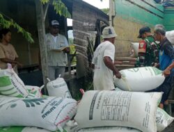 Babinsa koramil 1009/Tomo, PPL dan Bulog Kancab Bandung terjun langsung ke Lokasi panen di desa Marongge Kecamatan Tomo